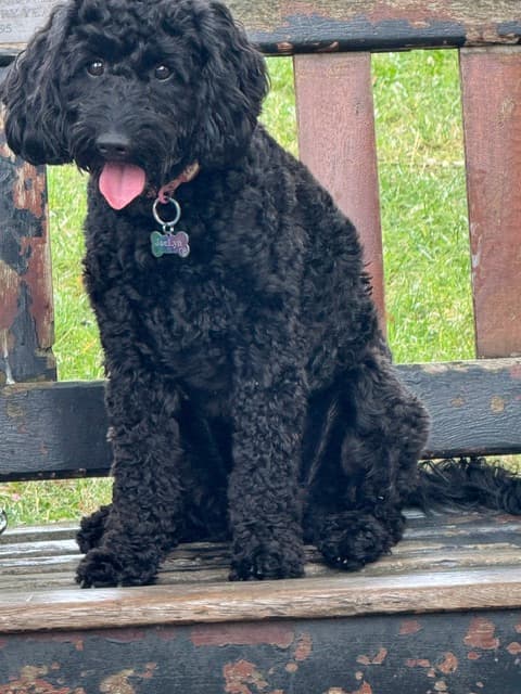 JaeLyn, a black curly-haired dog, sitting on a wooden bench outdoors.
