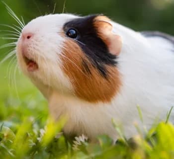 Peanut