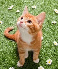 Marmalade
