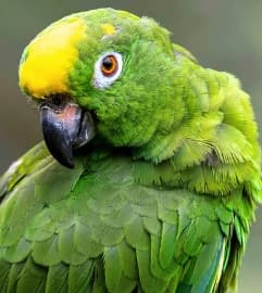 Rio