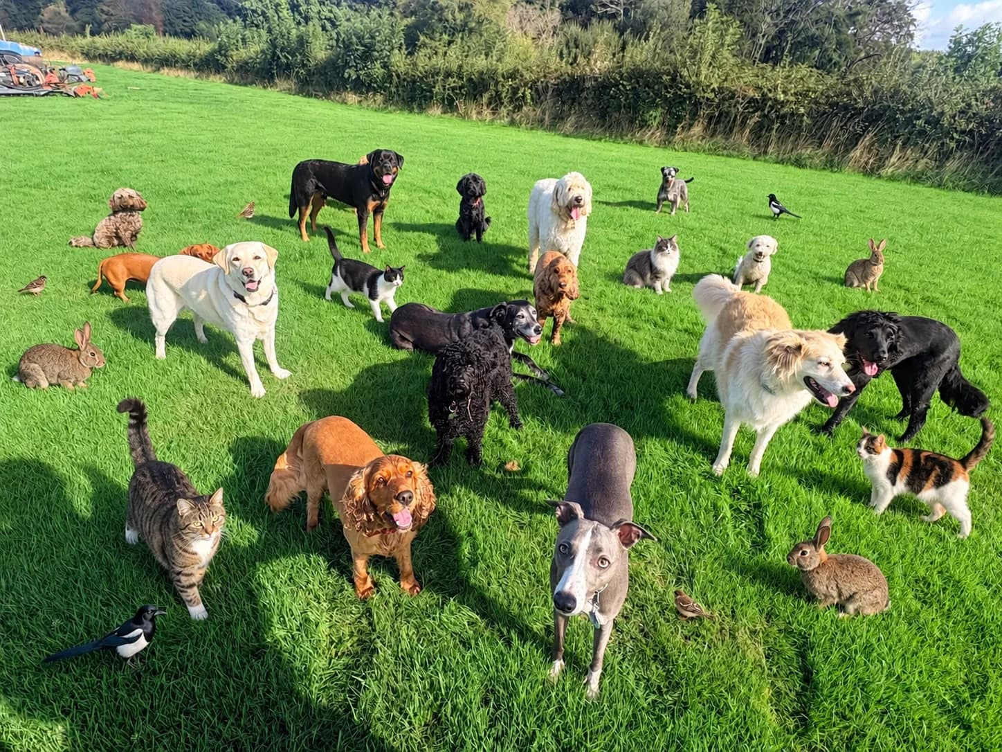 Dogs, cats, rabbits and birds together on a sunny lawn